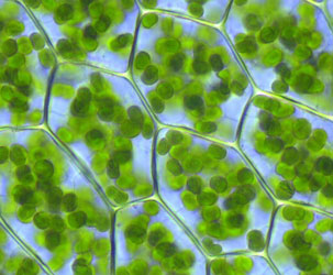 Хлорофилл в клетках растений
