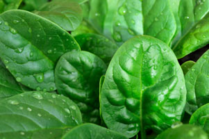 Листья шпината богаты хлорофиллом